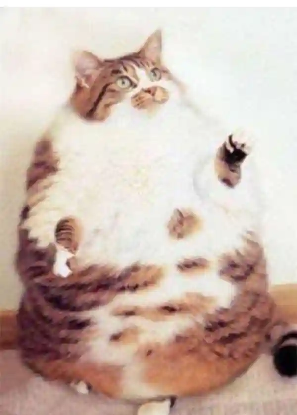 Фотографии толстых котиков