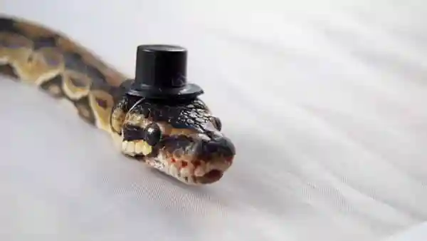 Змеи в шляпах. Фото