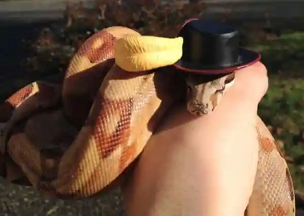 Змеи в шляпах. Фото