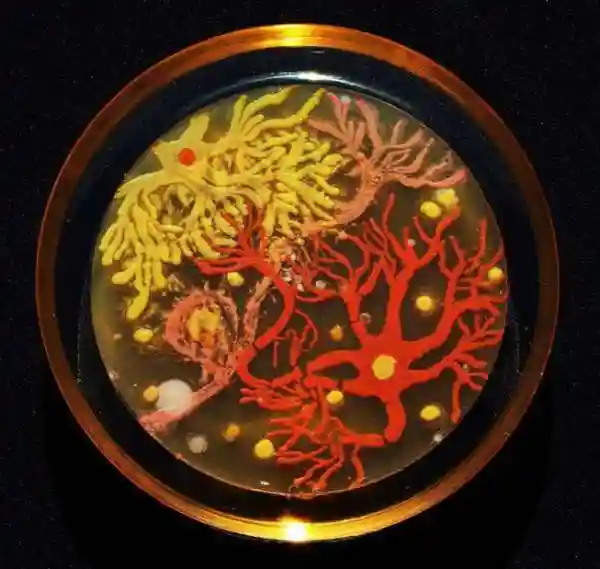 Микробные шедевры, выращенные в чашках Петри