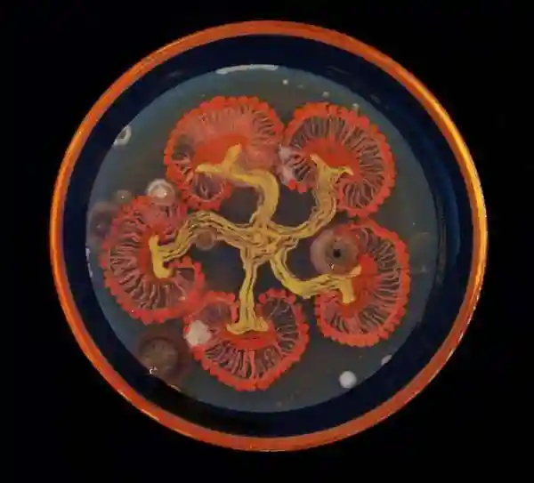 Микробные шедевры, выращенные в чашках Петри