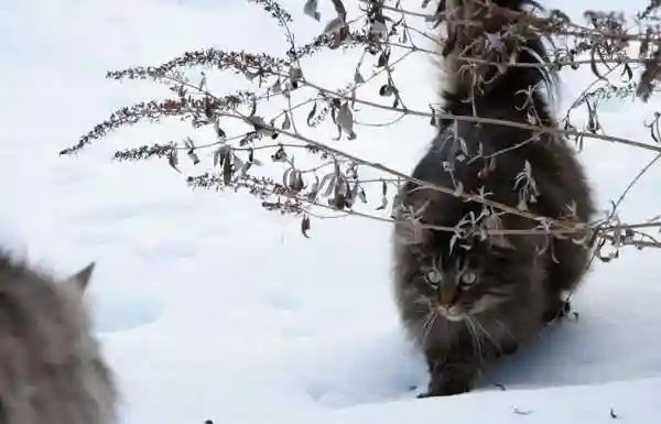 Норвежская лесная кошка. Фото