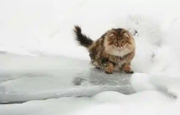 Норвежская лесная кошка. Фото
