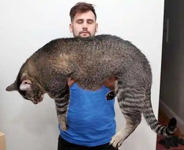 Фото самых больших кошек