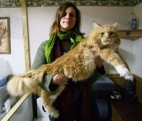 Фото самых больших кошек