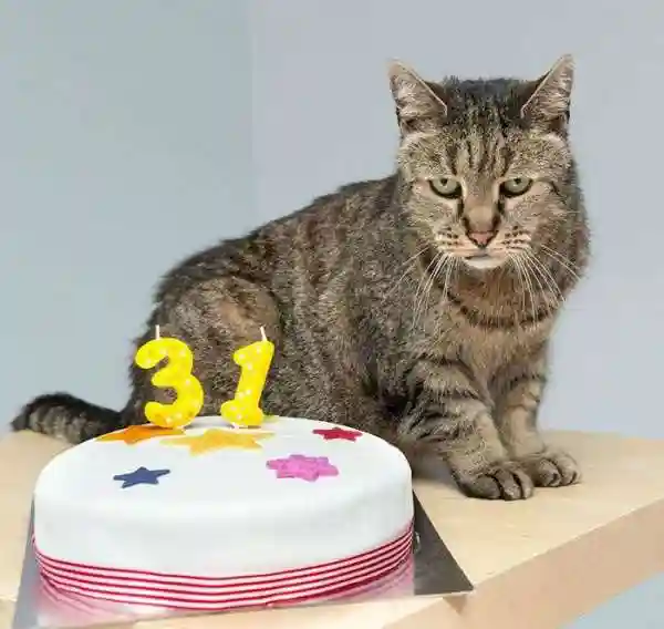 Мускат (Nutmeg) - возможно самый старый кот в мире. Ему 31 год!