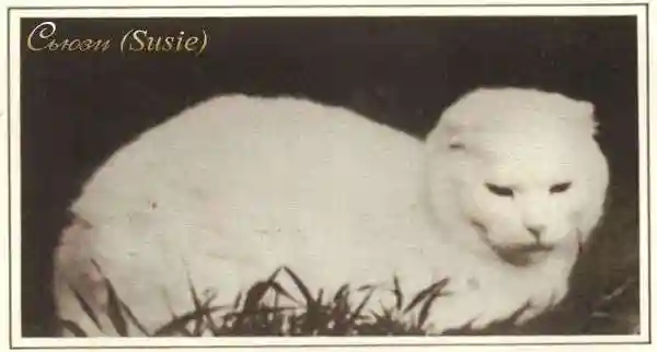 Шотландская вислоухая кошка (Скоттиш-фолд)