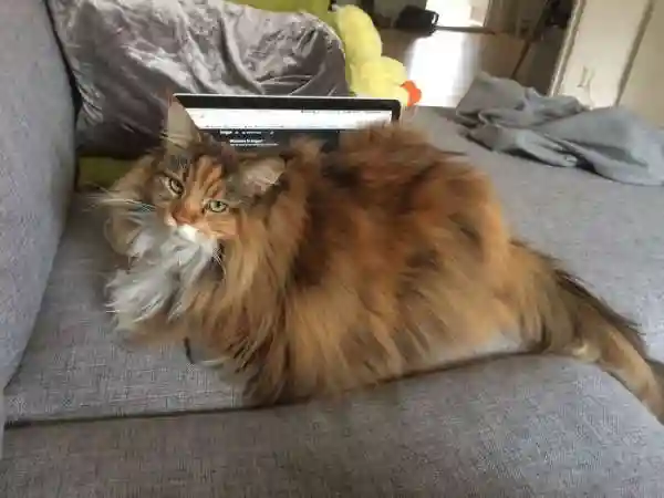 Самая пушистая кошка в мире мэйн кун