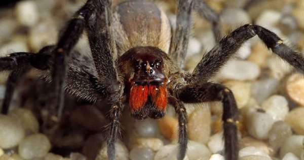 Пять самых опасных пауков на планете, Бразильский странствующий паук
