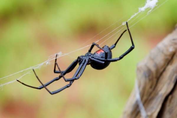 Пять самых опасных пауков на планете, Черная вдова