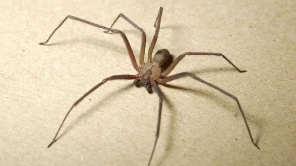 Пять самых опасных пауков на планете, Коричневый паук-отшельник