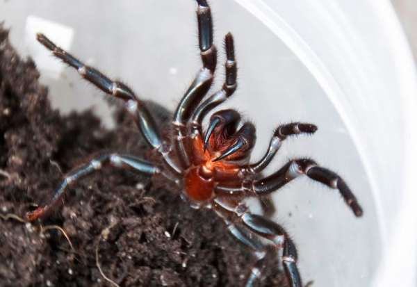 Пять самых опасных пауков на планете, Сиднейский воронковый паук