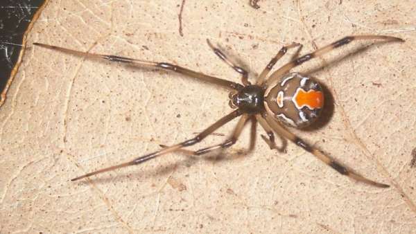Пять самых опасных пауков на планете, Красноспинный паук
