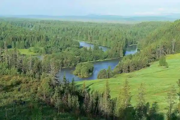 Огромнейшие леса на планете