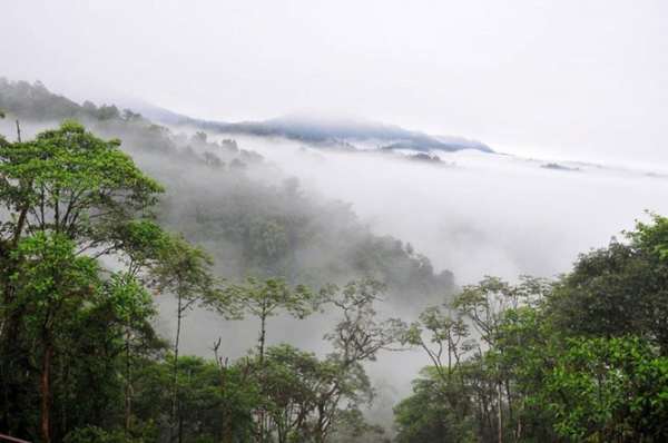 Огромнейшие леса на планете