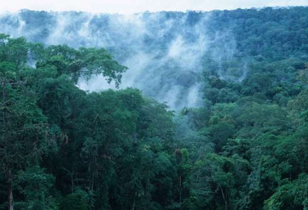 Огромнейшие леса на планете