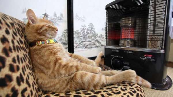 25 фотографий котов, которые любят тепло больше всего на свете