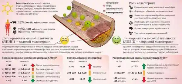 Продукты, снижающие холестерин и очищающие сосуды