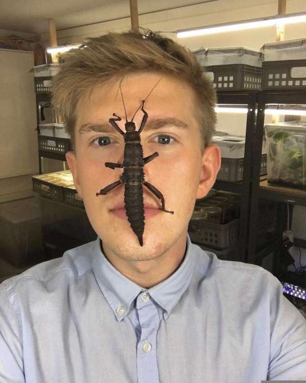 Адриан Козакевич насекомые на лице