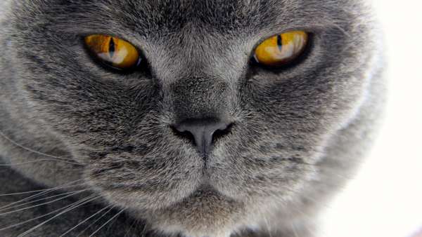 5 самых крупных пород котов, Британская кошка