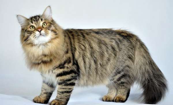 5 самых крупных пород котов, Сибирская кошка