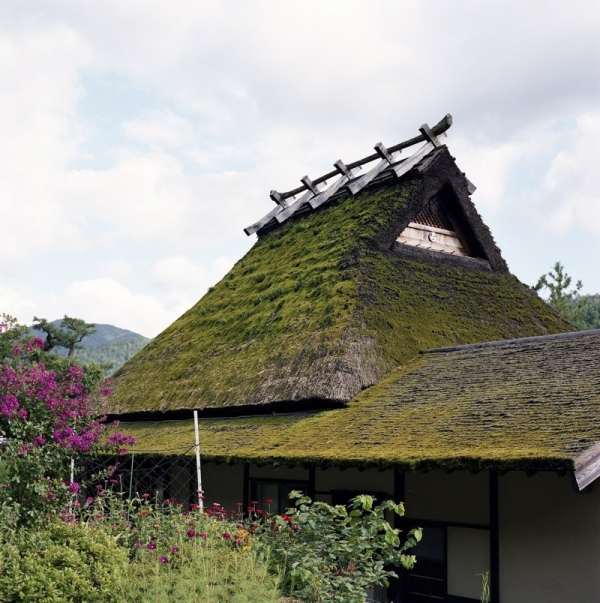 Самая экологичная кровля: мох и газоны на крышах домов