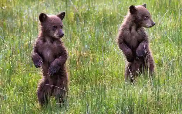 Животные в фотографиях