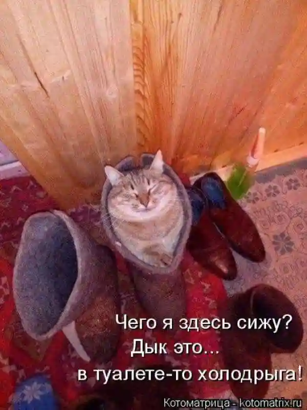 Лучшие котоматрицы недели