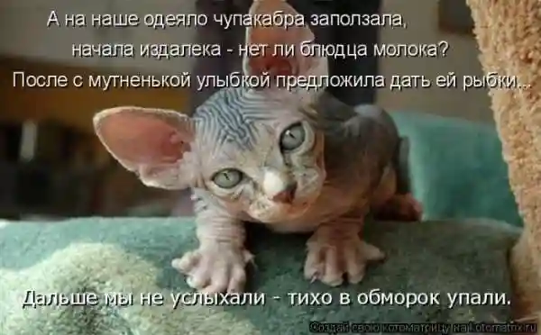 Лучшие котоматрицы недели