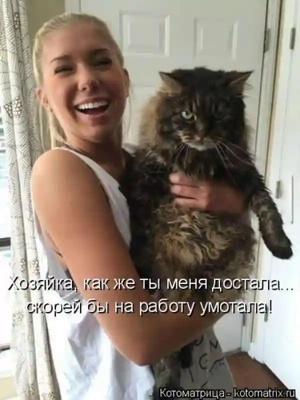 Лучшие котоматрицы недели