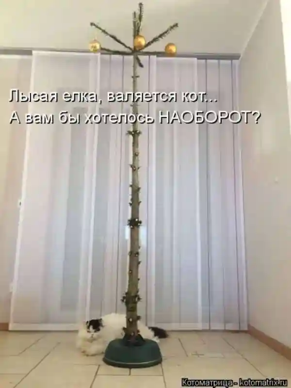 Лучшие котоматрицы недели