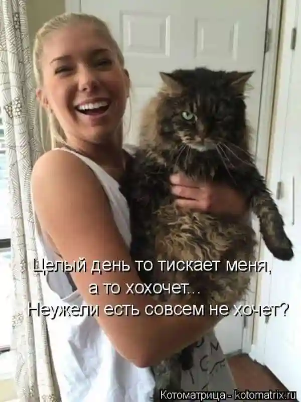 Лучшие котоматрицы недели