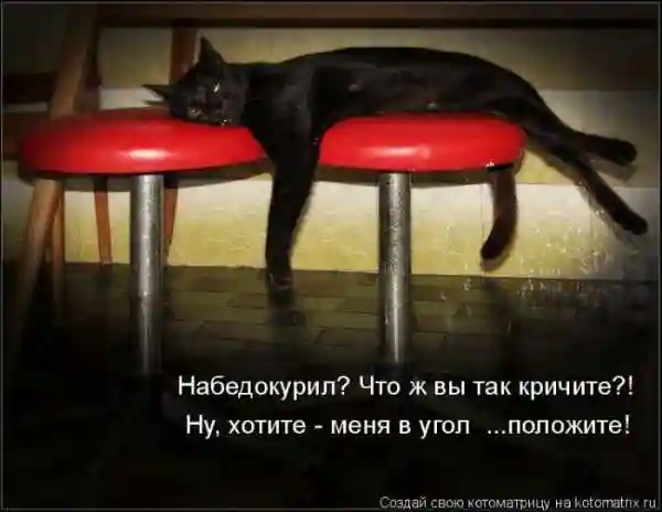 Лучшие котоматрицы недели