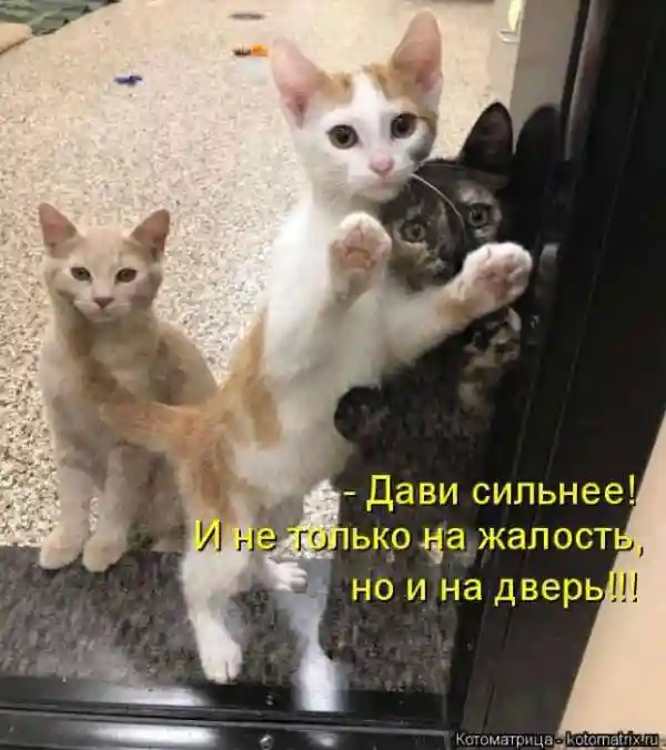 Лучшие котоматрицы недели