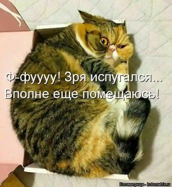 Лучшие котоматрицы недели