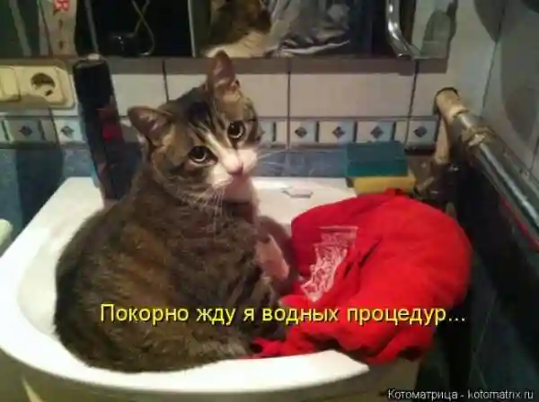 Лучшие котоматрицы недели