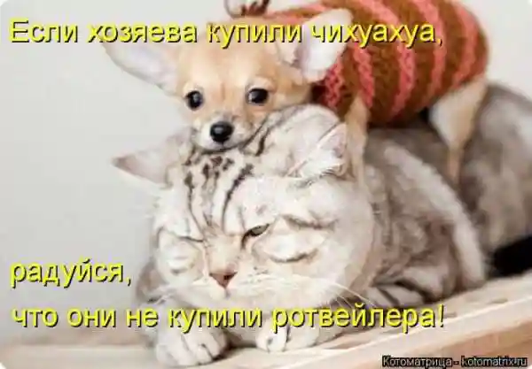 Лучшие котоматрицы недели