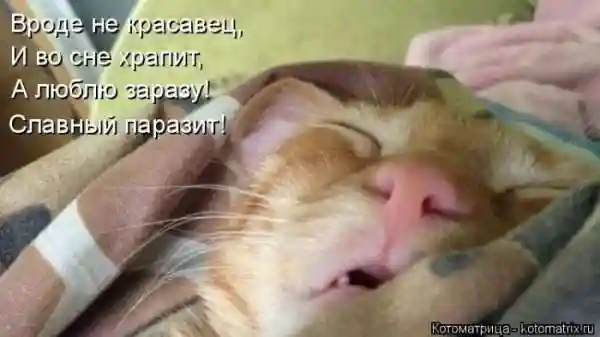 Лучшие котоматрицы недели