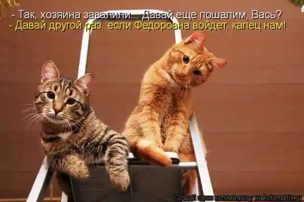 Лучшие котоматрицы недели