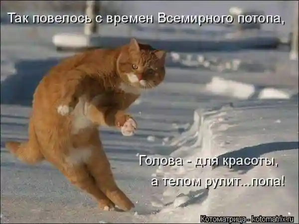 Лучшие котоматрицы недели