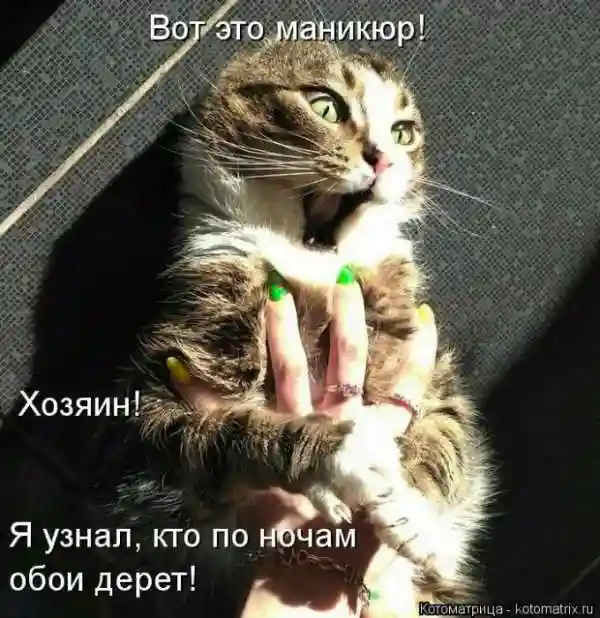 Лучшие котоматрицы недели