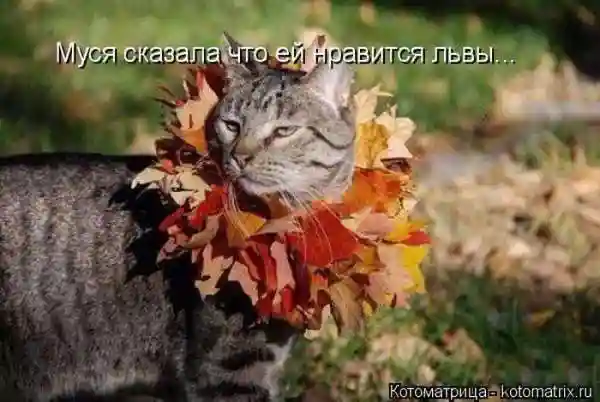 Лучшие котоматрицы недели