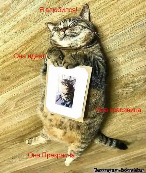 Лучшие котоматрицы недели