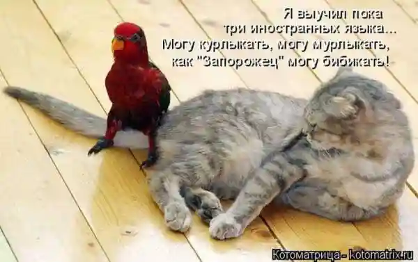 Лучшие котоматрицы недели