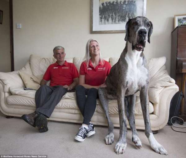 Самая высокая собака в мире: двухметровый дог весом 76 кг 