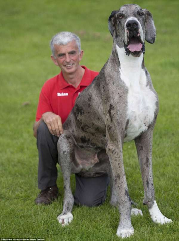 Самая высокая собака в мире: двухметровый дог весом 76 кг 