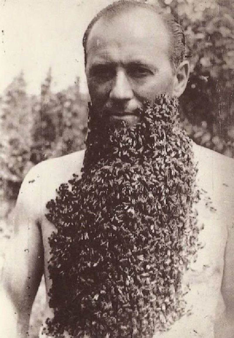 Мужчина с бородой из пчел, 1960-е. история, факты, фото.
