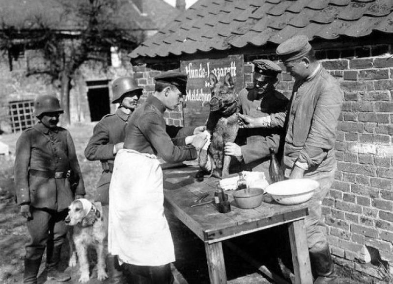 Немецкие солдаты оказывают медицинскую помощь раненным собакам, 1918 год. история, факты, фото.