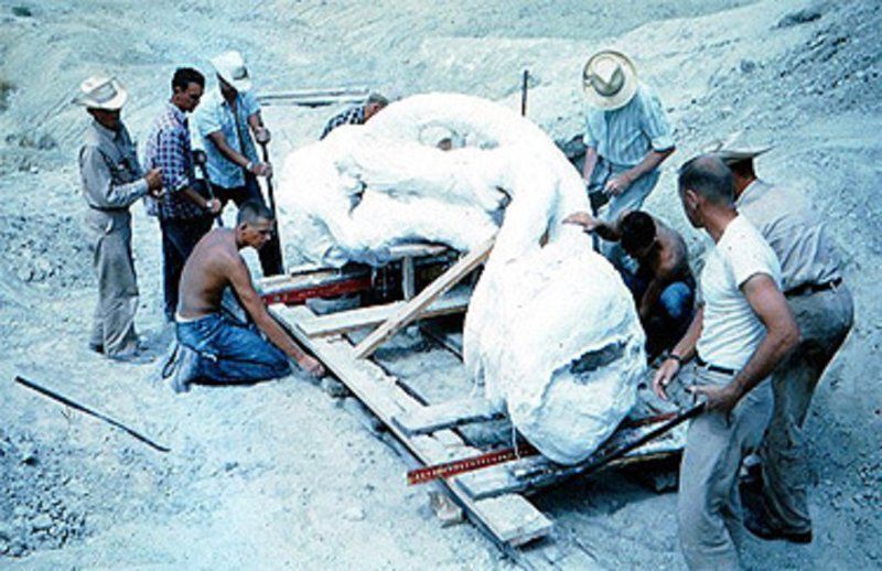 Подготовка к транспортировке уникальной находки  интересно, наука, палеонтология