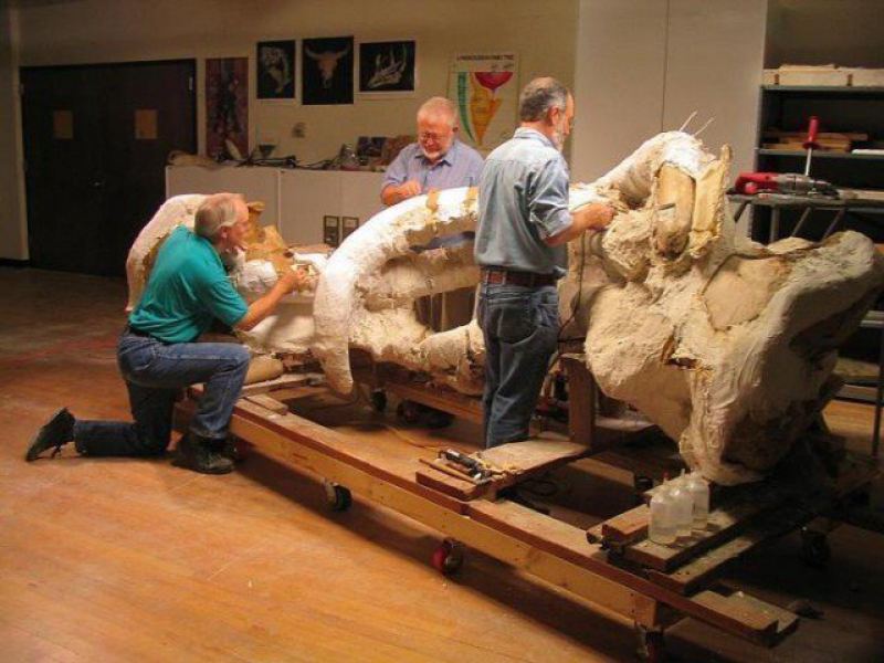 "Распаковка" в музее  интересно, наука, палеонтология